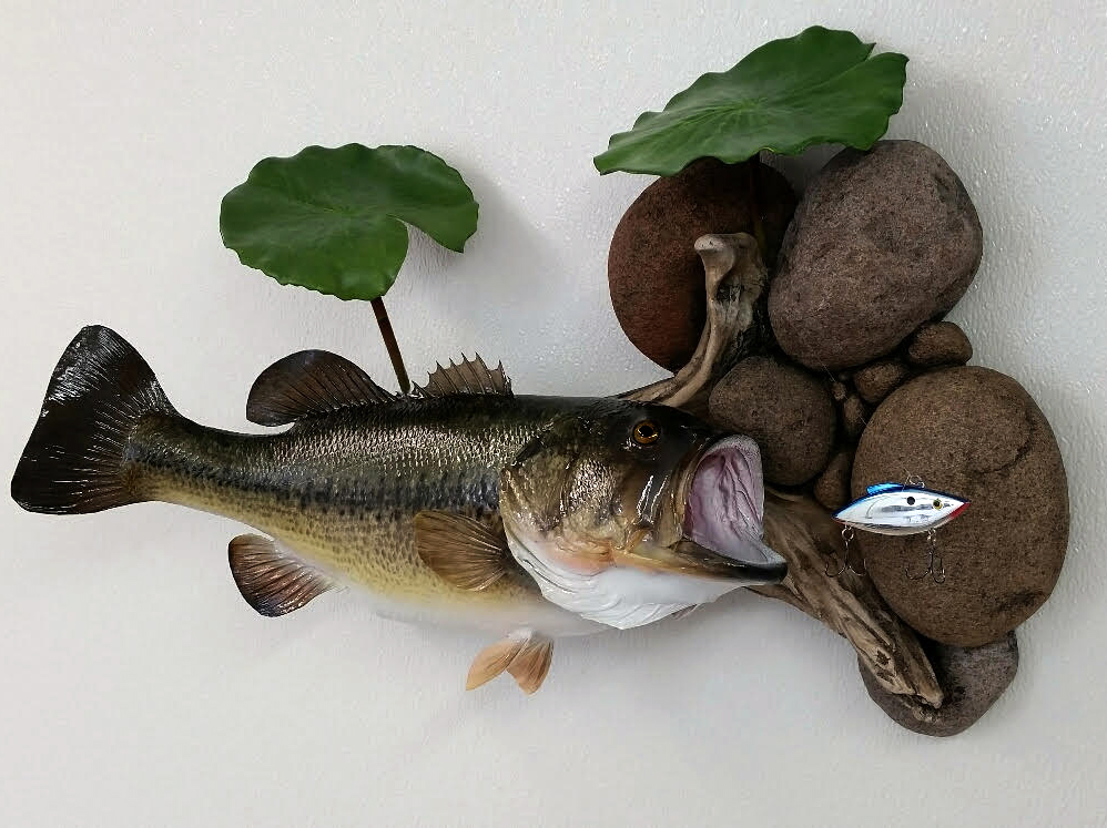 Skin Mount Large Mouth Bass Course Taxidermy Insider